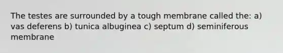 The testes are surrounded by a tough membrane called the: a) vas deferens b) tunica albuginea c) septum d) seminiferous membrane