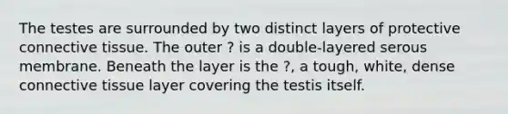 The testes are surrounded by two distinct layers of protective connective tissue. The outer ? is a double-layered serous membrane. Beneath the layer is the ?, a tough, white, dense connective tissue layer covering the testis itself.