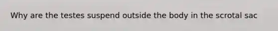 Why are the testes suspend outside the body in the scrotal sac