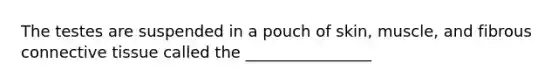 The testes are suspended in a pouch of skin, muscle, and fibrous connective tissue called the ________________