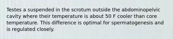 Testes a suspended in the scrotum outside the abdominopelvic cavity where their temperature is about 50 F cooler than core temperature. This difference is optimal for spermatogenesis and is regulated closely.