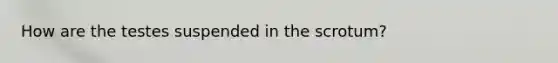 How are the testes suspended in the scrotum?