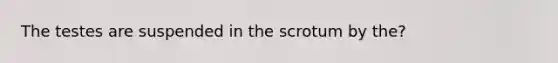 The testes are suspended in the scrotum by the?