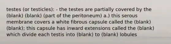 testes (or testicles): - the testes are partially covered by the (blank) (blank) (part of the peritoneum) a.) this serous membrane covers a white fibrous capsule called the (blank) (blank); this capsule has inward extensions called the (blank) which divide each testis into (blank) to (blank) lobules