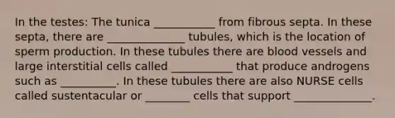 In the testes: The tunica ___________ from fibrous septa. In these septa, there are ______________ tubules, which is the location of sperm production. In these tubules there are blood vessels and large interstitial cells called ___________ that produce androgens such as __________. In these tubules there are also NURSE cells called sustentacular or ________ cells that support ______________.