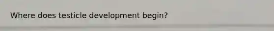 Where does testicle development begin?