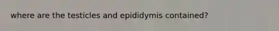 where are the testicles and epididymis contained?