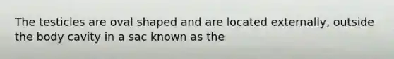 The testicles are oval shaped and are located externally, outside the body cavity in a sac known as the