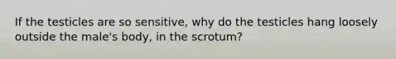 If the testicles are so sensitive, why do the testicles hang loosely outside the male's body, in the scrotum?