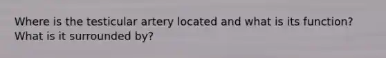 Where is the testicular artery located and what is its function? What is it surrounded by?