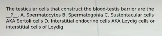 The testicular cells that construct <a href='https://www.questionai.com/knowledge/k7oXMfj7lk-the-blood' class='anchor-knowledge'>the blood</a>-testis barrier are the __?__. A. Spermatocytes B. Spermatogonia C. Sustentacular cells AKA Sertoli cells D. Interstitial endocrine cells AKA Leydig cells or interstitial cells of Leydig