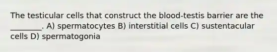 The testicular cells that construct the blood-testis barrier are the ________. A) spermatocytes B) interstitial cells C) sustentacular cells D) spermatogonia