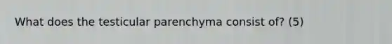 What does the testicular parenchyma consist of? (5)