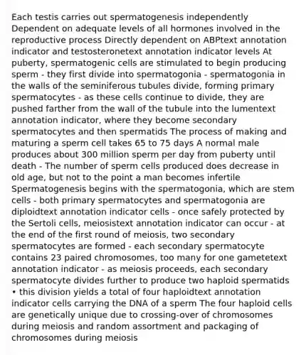 Each testis carries out spermatogenesis independently Dependent on adequate levels of all hormones involved in the reproductive process Directly dependent on ABPtext annotation indicator and testosteronetext annotation indicator levels At puberty, spermatogenic cells are stimulated to begin producing sperm - they first divide into spermatogonia - spermatogonia in the walls of the seminiferous tubules divide, forming primary spermatocytes - as these cells continue to divide, they are pushed farther from the wall of the tubule into the lumentext annotation indicator, where they become secondary spermatocytes and then spermatids The process of making and maturing a sperm cell takes 65 to 75 days A normal male produces about 300 million sperm per day from puberty until death - The number of sperm cells produced does decrease in old age, but not to the point a man becomes infertile Spermatogenesis begins with the spermatogonia, which are stem cells - both primary spermatocytes and spermatogonia are diploidtext annotation indicator cells - once safely protected by the Sertoli cells, meiosistext annotation indicator can occur - at the end of the first round of meiosis, two secondary spermatocytes are formed - each secondary spermatocyte contains 23 paired chromosomes, too many for one gametetext annotation indicator - as meiosis proceeds, each secondary spermatocyte divides further to produce two haploid spermatids • this division yields a total of four haploidtext annotation indicator cells carrying the DNA of a sperm The four haploid cells are genetically unique due to crossing-over of chromosomes during meiosis and random assortment and packaging of chromosomes during meiosis