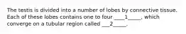 The testis is divided into a number of lobes by connective tissue. Each of these lobes contains one to four ____1_____, which converge on a tubular region called ___2_____.