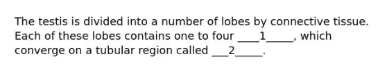 The testis is divided into a number of lobes by connective tissue. Each of these lobes contains one to four ____1_____, which converge on a tubular region called ___2_____.