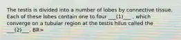 The testis is divided into a number of lobes by connective tissue. Each of these lobes contain one to four ___(1)___ , which converge on a tubular region at the testis hilus called the ___(2)___. BR>