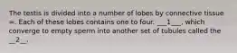 The testis is divided into a number of lobes by connective tissue =. Each of these lobes contains one to four. ___1___, which converge to empty sperm into another set of tubules called the __2__.