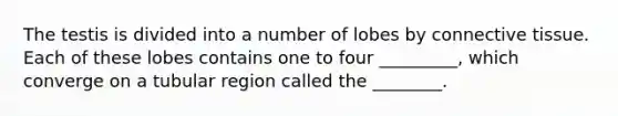The testis is divided into a number of lobes by connective tissue. Each of these lobes contains one to four _________, which converge on a tubular region called the ________.