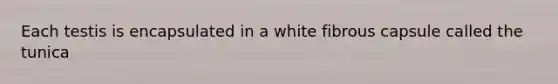 Each testis is encapsulated in a white fibrous capsule called the tunica
