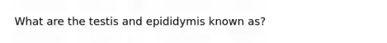 What are the testis and epididymis known as?