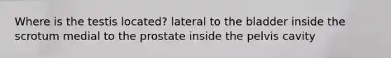 Where is the testis located? lateral to the bladder inside the scrotum medial to the prostate inside the pelvis cavity