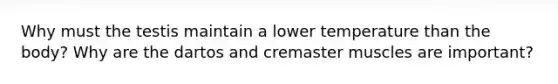 Why must the testis maintain a lower temperature than the body? Why are the dartos and cremaster muscles are important?