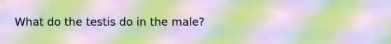 What do the testis do in the male?