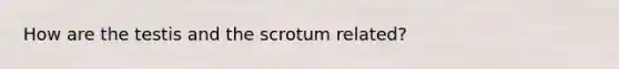 How are the testis and the scrotum related?