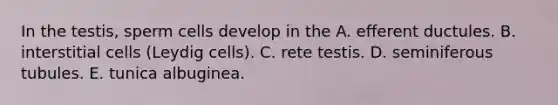 In the testis, sperm cells develop in the A. efferent ductules. B. interstitial cells (Leydig cells). C. rete testis. D. seminiferous tubules. E. tunica albuginea.