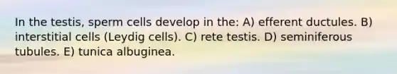 In the testis, sperm cells develop in the: A) efferent ductules. B) interstitial cells (Leydig cells). C) rete testis. D) seminiferous tubules. E) tunica albuginea.