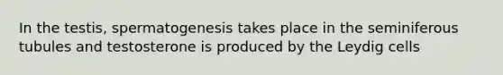 In the testis, spermatogenesis takes place in the seminiferous tubules and testosterone is produced by the Leydig cells