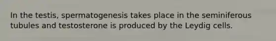 In the testis, spermatogenesis takes place in the seminiferous tubules and testosterone is produced by the Leydig cells.