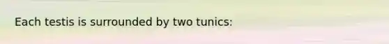 Each testis is surrounded by two tunics: