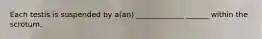 Each testis is suspended by a(an) _____________ ______ within the scrotum.