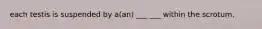 each testis is suspended by a(an) ___ ___ within the scrotum.