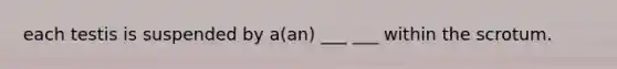 each testis is suspended by a(an) ___ ___ within the scrotum.