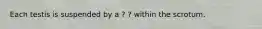 Each testis is suspended by a ? ? within the scrotum.