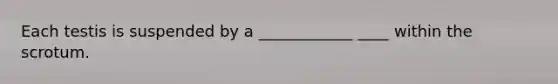 Each testis is suspended by a ____________ ____ within the scrotum.