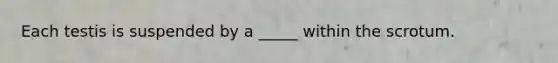 Each testis is suspended by a _____ within the scrotum.
