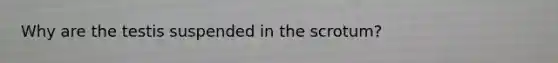 Why are the testis suspended in the scrotum?