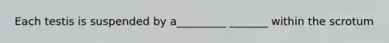 Each testis is suspended by a_________ _______ within the scrotum