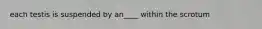 each testis is suspended by an____ within the scrotum