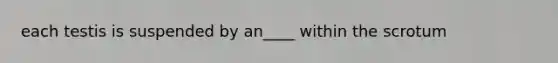 each testis is suspended by an____ within the scrotum