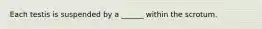 Each testis is suspended by a ______ within the scrotum.