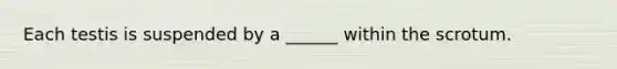 Each testis is suspended by a ______ within the scrotum.