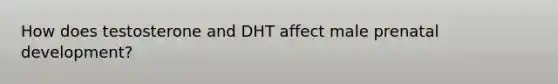 How does testosterone and DHT affect male prenatal development?