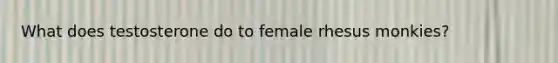 What does testosterone do to female rhesus monkies?