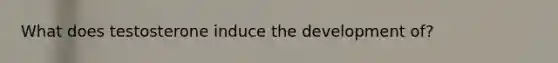 What does testosterone induce the development of?