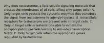 Why does testosterone, a lipid-soluble signaling molecule that crosses the membranes of all cells, affect only target cells? A. Only target cells possess the cytosolic enzymes that transduce the signal from testosterone to adenylyl cyclase. B. Intracellular receptors for testosterone are present only in target cells. C. Only in target cells is testosterone able to initiate the phosphorylation cascade leading to activated transcription factor. D. Only target cells retain the appropriate genes regulated by testosterone.